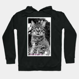 Tiger Tom Hoodie